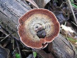 Xylobolus illudens image