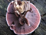 Xylobolus illudens image