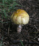 Amanita flavorubens image