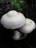 Pholiota gummosa image