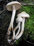Pholiota gummosa image