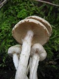 Pholiota gummosa image
