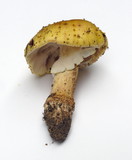 Amanita flavorubens image