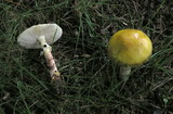Amanita flavorubens image