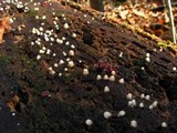 Helicogloea compressa image