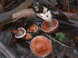 Cortinarius laniger image