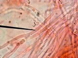 Postia ptychogaster image