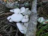 Clitocybe subconnexa image