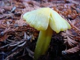 Hygrocybe virescens image