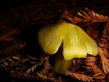 Hygrocybe virescens image