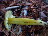 Hygrocybe virescens image