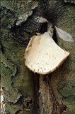 Pleurotus dryinus image