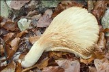 Pleurotus dryinus image