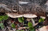 Trametes gibbosa image