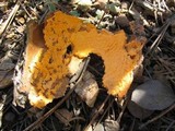 Endocronartium harknessii image