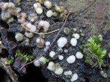 Helicogloea compressa image