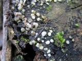 Helicogloea compressa image