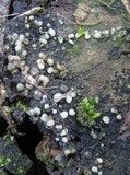 Helicogloea compressa image