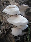 Mycena niveipes image
