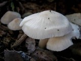 Mycena niveipes image