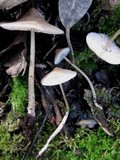 Mycena galericulata image