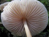 Mycena galericulata image