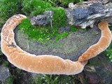 Fuscoporia torulosa image