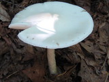 Amanita elliptosperma image
