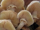 Armillaria solidipes image