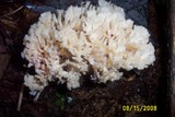 Tremellodendron pallidum image