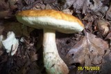 Leccinum longicurvipes image