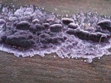 Chondrostereum purpureum image