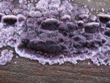 Chondrostereum purpureum image