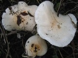 Hygrophorus arbustivus image