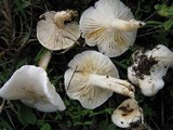 Hygrophorus arbustivus image