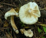 Inocybe sororia image