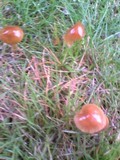 Marasmius aurantioferrugineus image