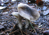 Tricholoma terreum image