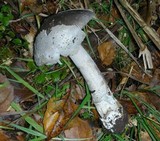 Amanita sect. Vaginatae image