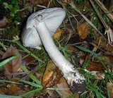 Amanita sect. Vaginatae image