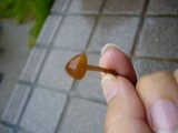 Marasmius aurantioferrugineus image