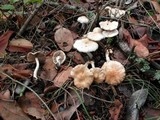 Inocybe whitei image