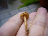 Marasmius aurantioferrugineus image