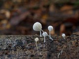 Mycena adscendens image