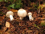Agaricus moelleri image