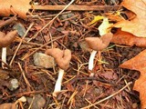 Helvella compressa image