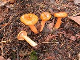 Lactarius subviscidus image
