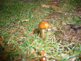 Marasmius aurantioferrugineus image