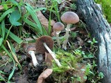 Psathyrella longistriata image