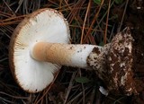 Amanita fallax image